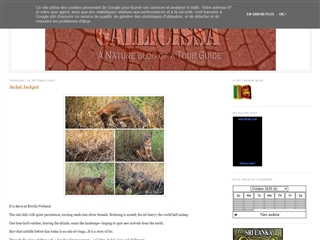 Gallicissa