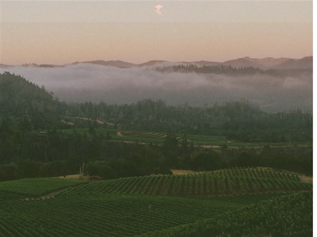 Peter Michael Winery