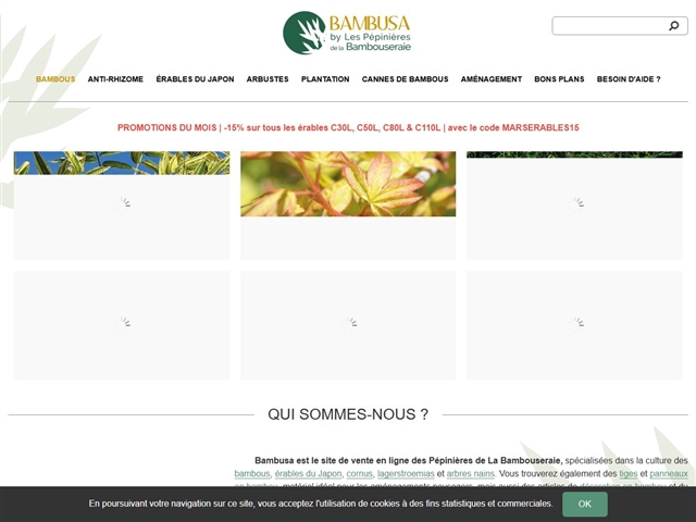 Bambusa